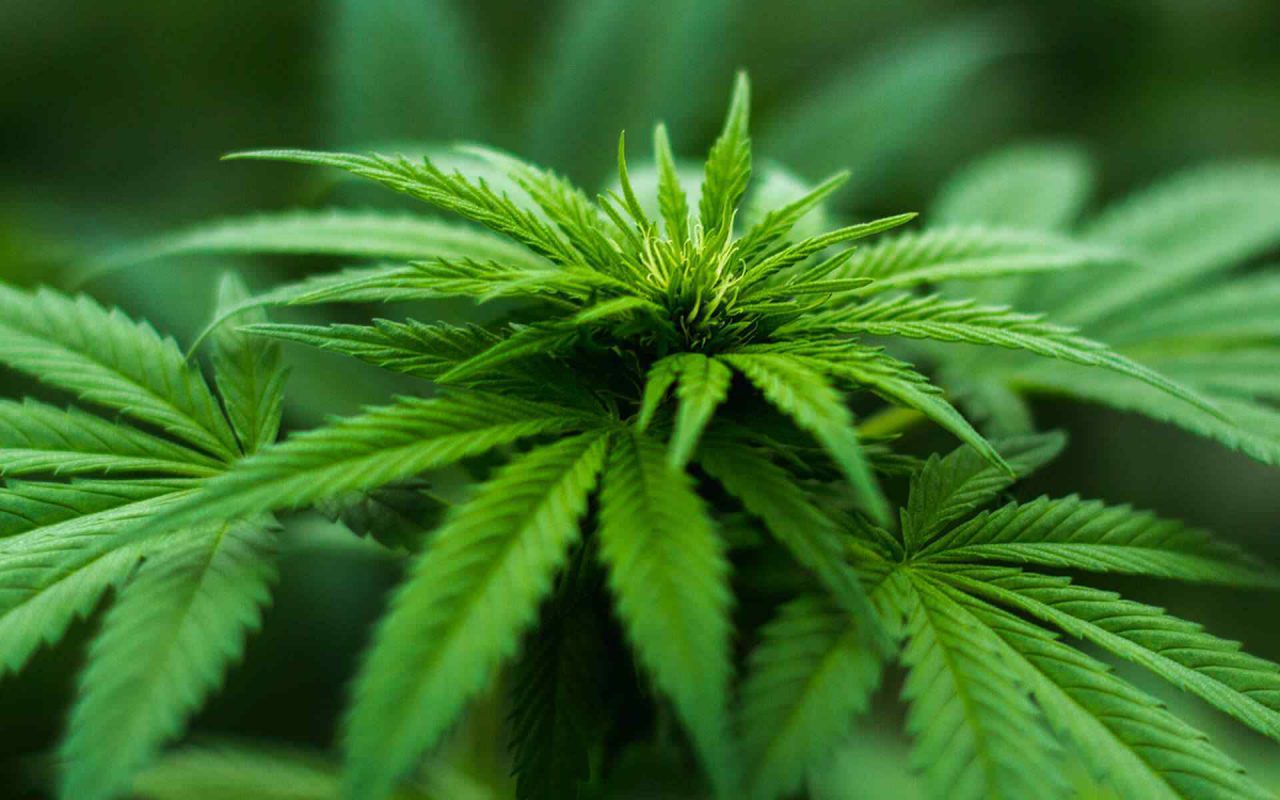 https://www.cannabiscareclinic.com/wp-content/uploads/2018/09/post_09-1280x800.jpg
