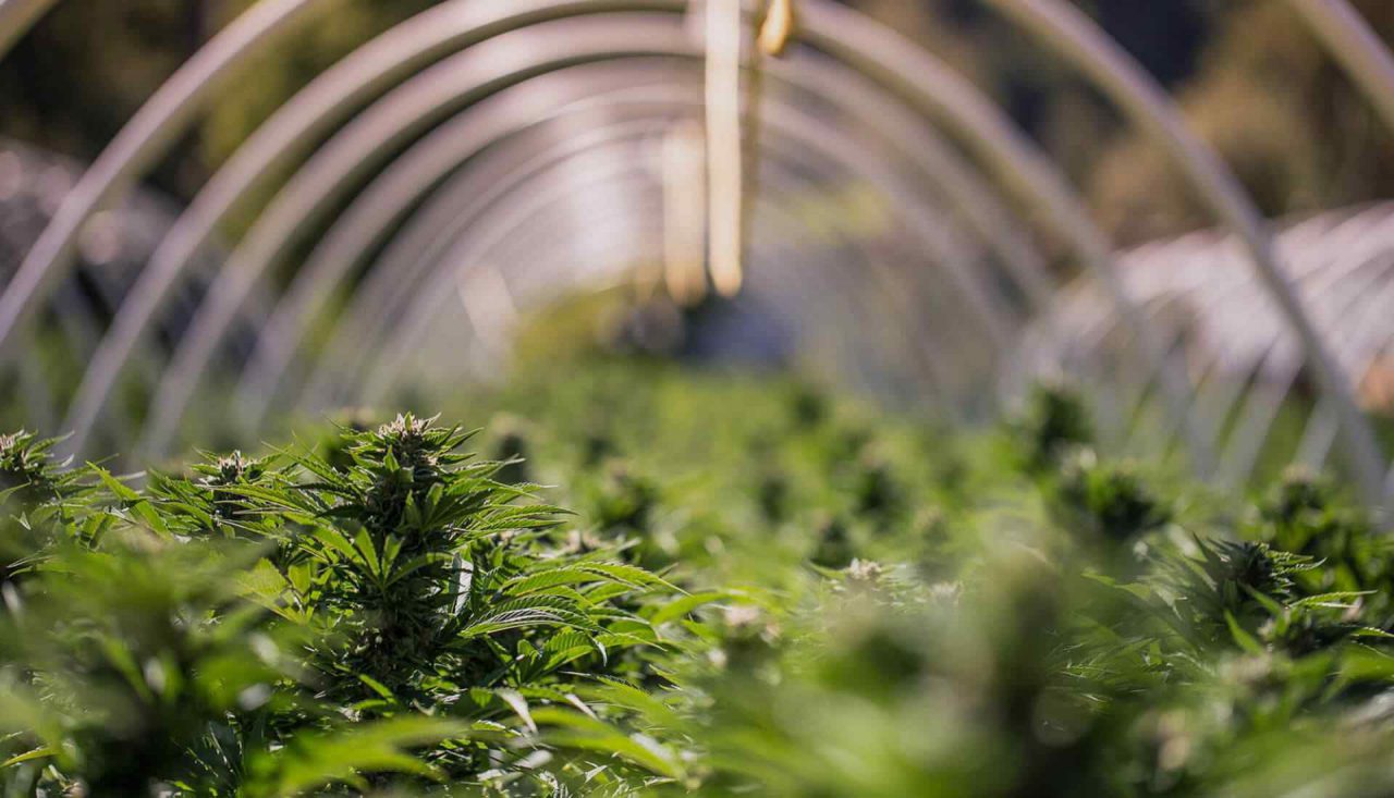 https://www.cannabiscareclinic.com/wp-content/uploads/2019/01/elements-featured-image-1280x733.jpg