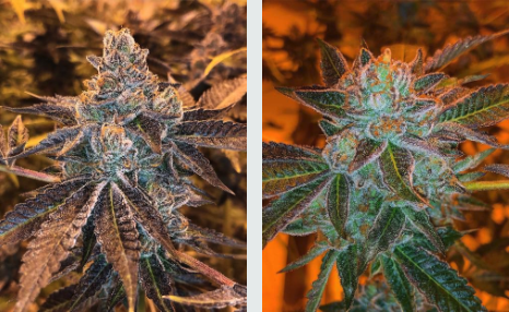 Best dispensaries in Gateway FL